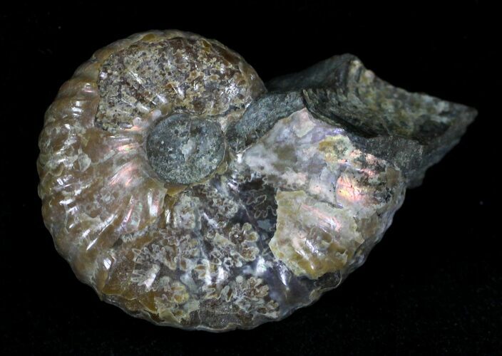 Hoploscaphites Ammonite - South Dakota #22695
